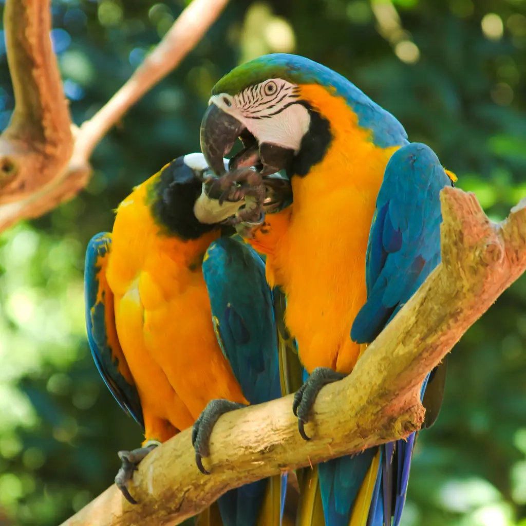На фото: Парк Птиц и водопады Игуасу Бразилия (Foz do Iguaçu)