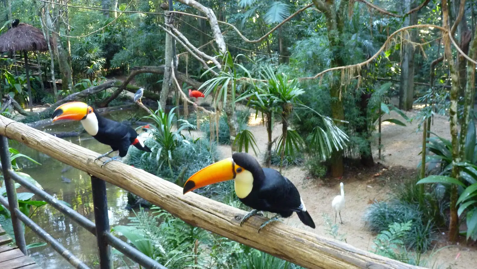 На фото: Парк Птиц и водопады Игуасу Бразилия (Foz do Iguaçu)