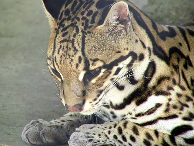 На фото: зоопарк Эль-Нисперо в Панаме
