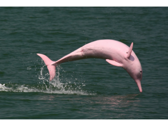 Плавание с розовыми дельфинами