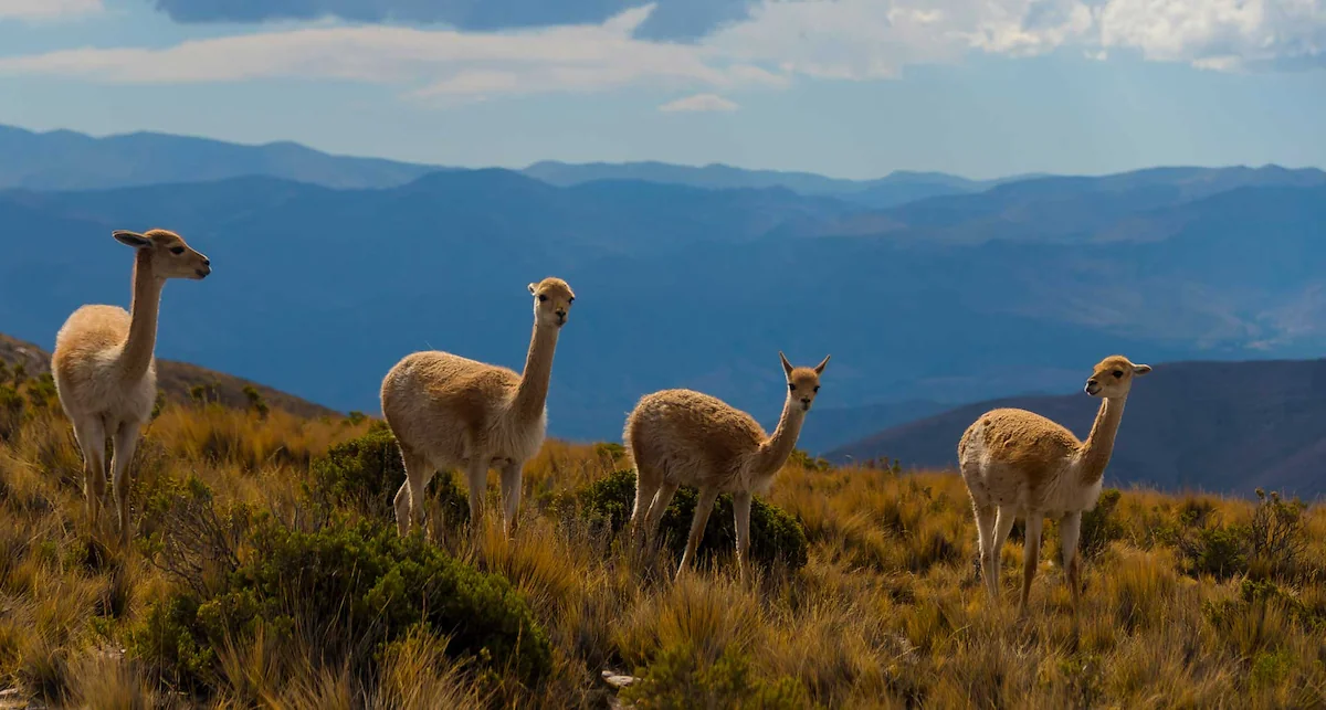 3 страны Латинской Америки 