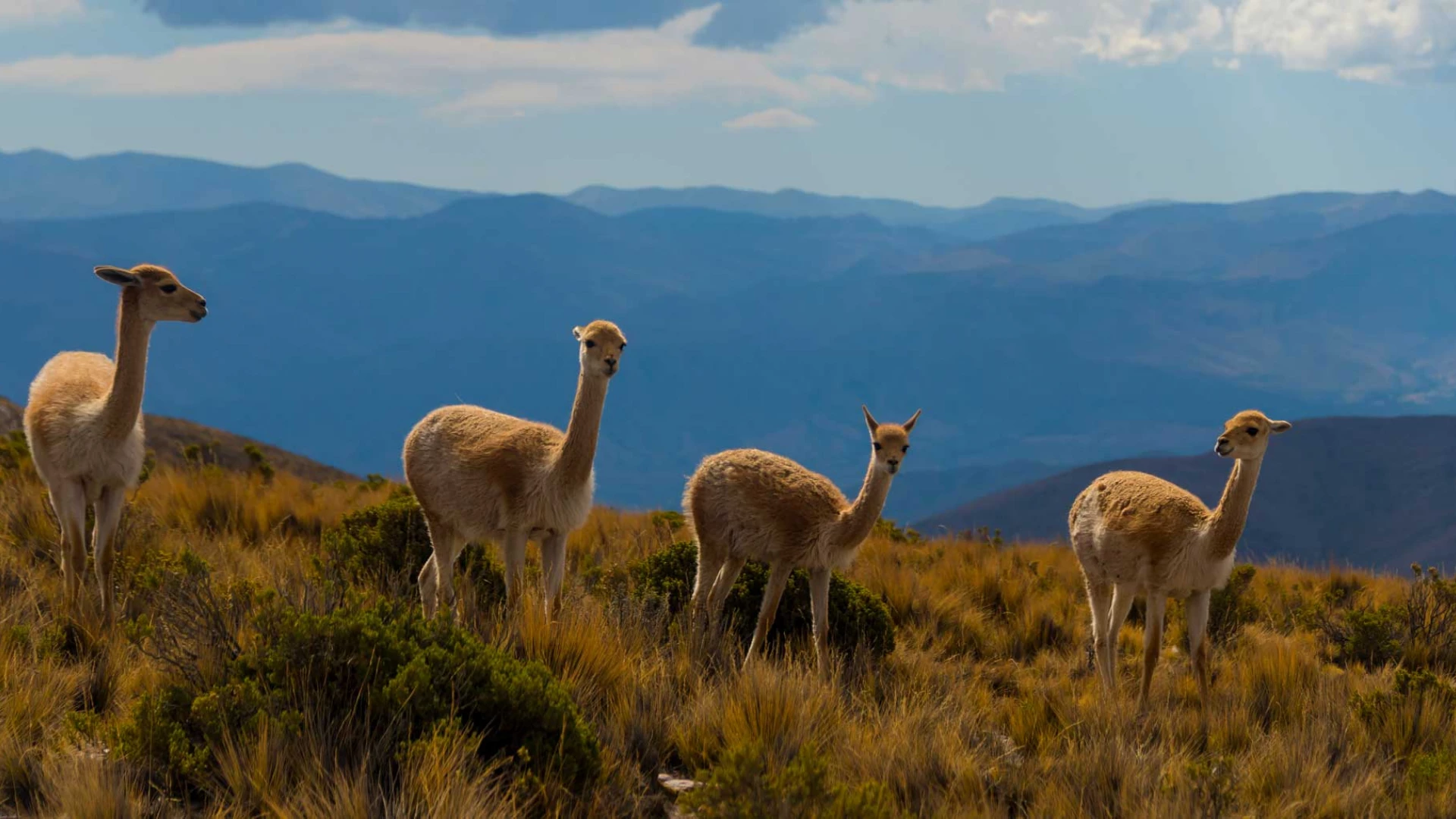 3 страны Латинской Америки 