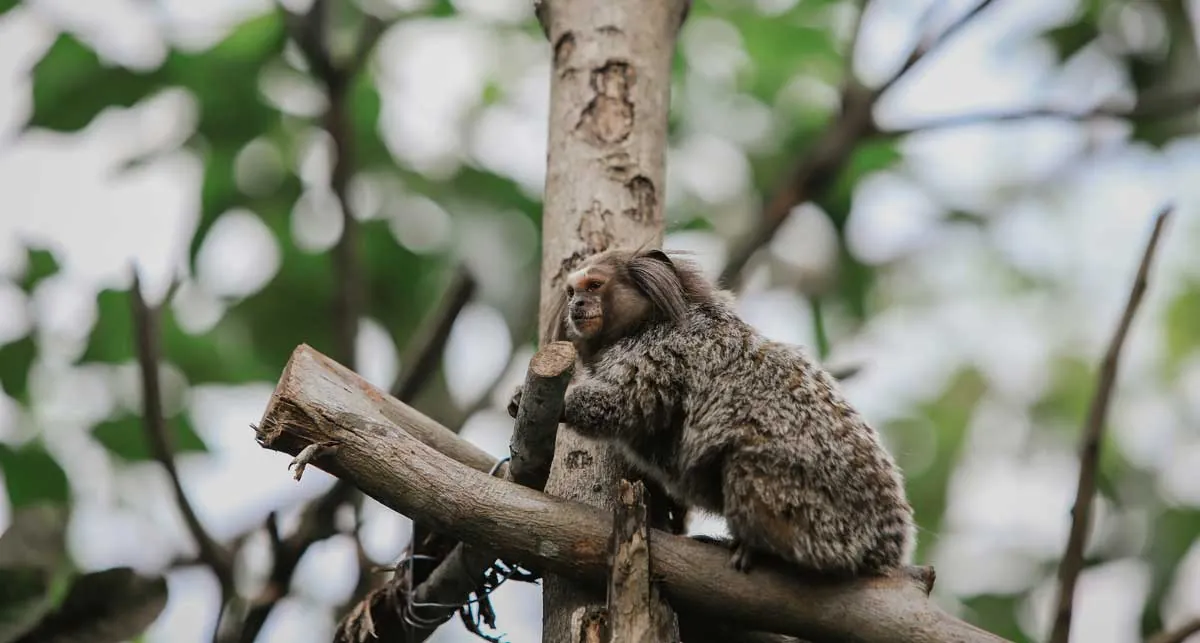 Карликовый игрунок Cebuella pygmaea в лесах Парагвая, самая маленькая обезьяна