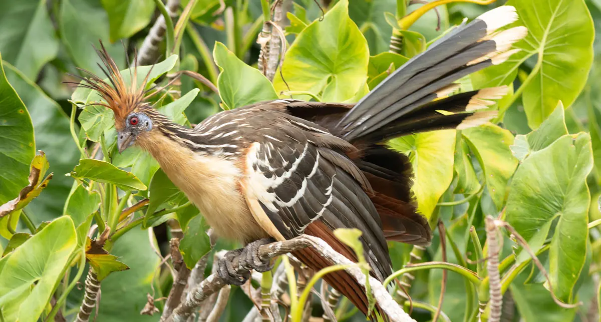 Гоацин Hoatzin в джунглях Суринама, тропическая птица с хохолком