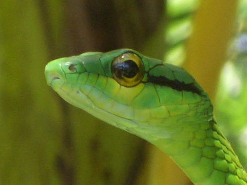 На фото: флора и фауна страны Никарагуа