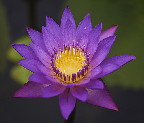 Цветок лотоса во Французской Гвиане