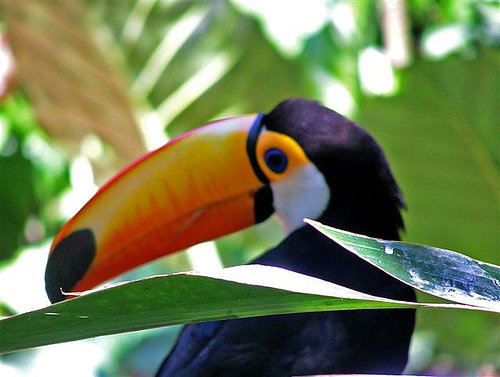 На фото: Парк Птиц на Водопаде Игуасу в Аргентине