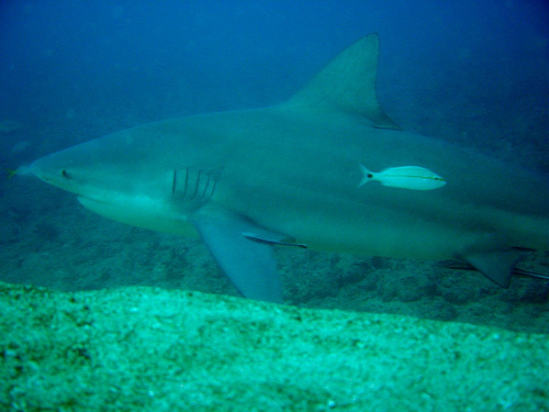 На фото: дайвинг в Никарагуа