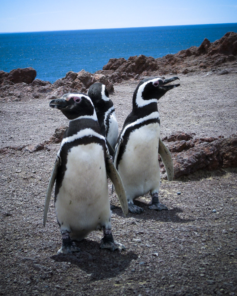 На фото: Пуэрто-Мадрин в Аргентине