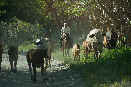 На фото: город Либерия в Коста-Рике (провинция Гуанакасте)