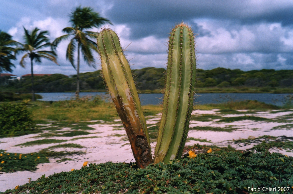 На фото: бразильский курорт Коста ду Сауипе