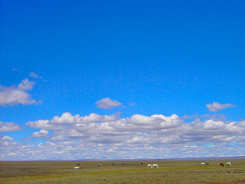 На фото: аргентинские пампасы (пампа)