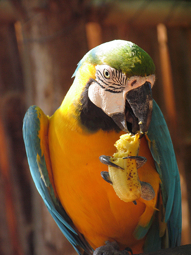 На фото: дельта реки Ориноко, Венесуэла