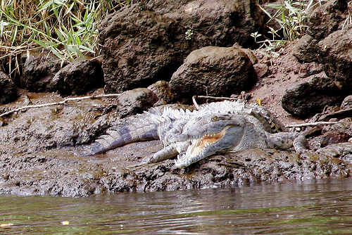 На фото: крокодилы в Коста-Рике на курорте Хако (Jaco)