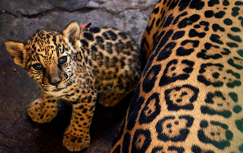 На фото: гепарды в Никарагуа