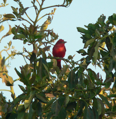 На фото: Сан-Педро-ла-Лагуна в Гватемале