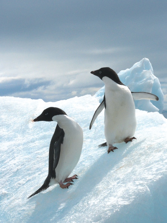 На фото: пингвины в Антарктиде (Антарктике)