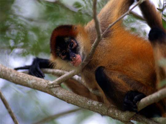 На фото: капуцины в Коста-Рике на курорте Хако (Jaco)