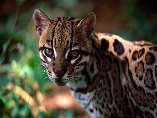 На фото: саванны и равнины Лос Льяноса в Венесуэле