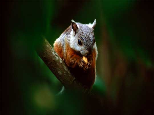 На фото: облачные леса Монтеверде в Коста-Рике (Санта-Елена)