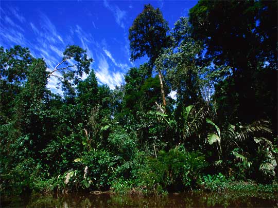 На фото: Лимон в Коста-Рике на Карибском море