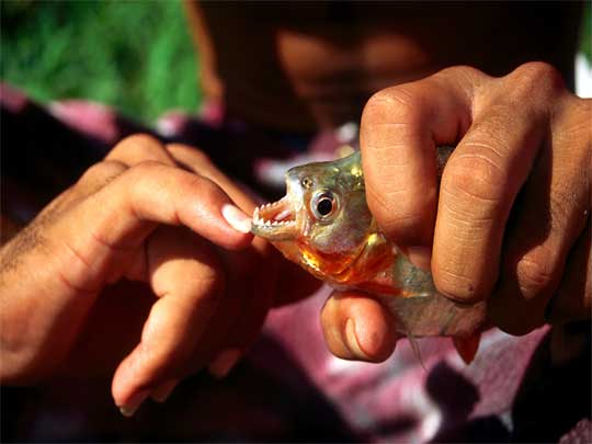 На фото: река Амазонка в Бразилии