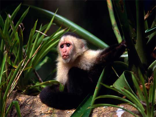 На фото: облачные леса Монтеверде в Коста-Рике (Санта-Елена)