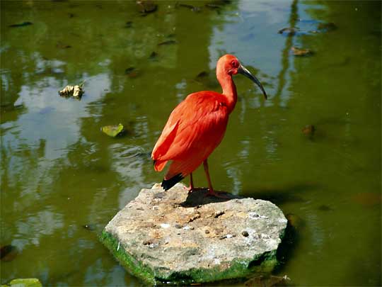 На фото: дикая природа Суринама