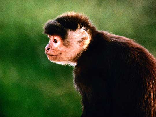 На фото: столица Суринама город Парамарибо