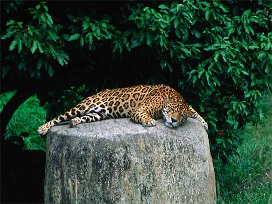 На фото: столица Венесуэлы, город Каракас