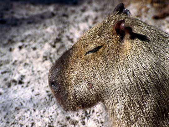 На фото: тапир в Маанаусе, река Амазонка в Бразилии