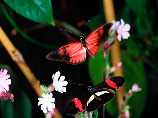 На фото: эко-туризм на полуострове Оса в Коста-Рике