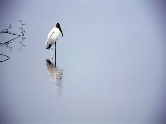 На фото: цапля в Коста-Рике на курорте Хако (Jaco)