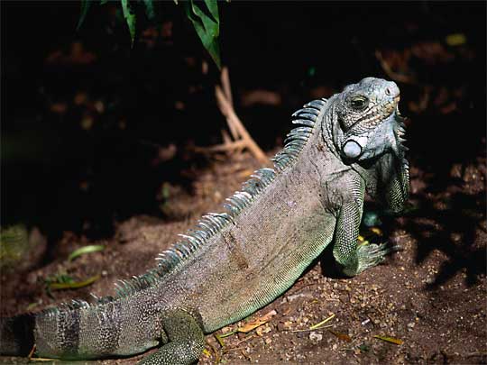 На фото: остров Утила в Гондурасе