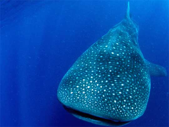 На фото: дайвинг на острове Утила в Гондурасе