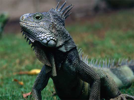 На фото: город Гуаякиль в Зквадоре