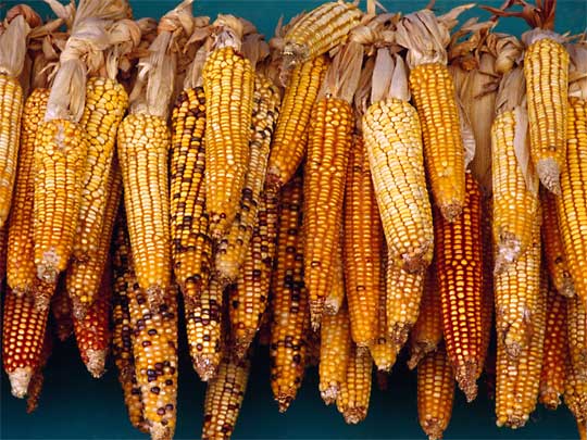 На фото: кукуруза в одной из лавок Гондураса