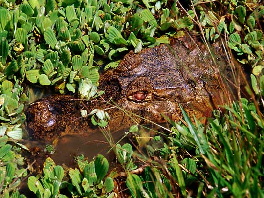 На фото: саванны и равнины Лос Льяноса в Венесуэле