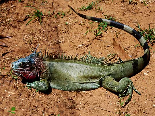 На фото: саванны и равнины Лос Льяноса в Венесуэле