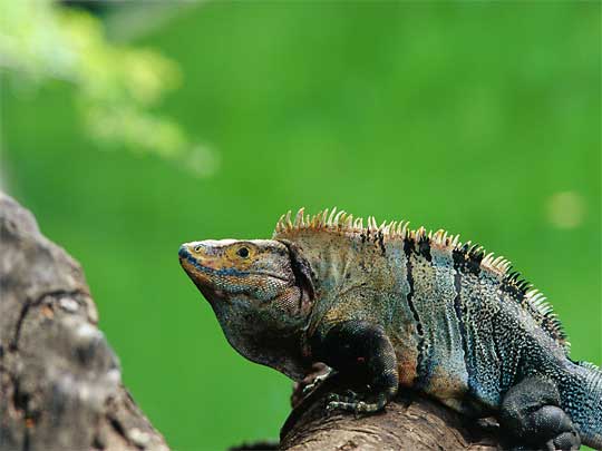 На фото: город Либерия в Коста-Рике (провинция Гуанакасте)