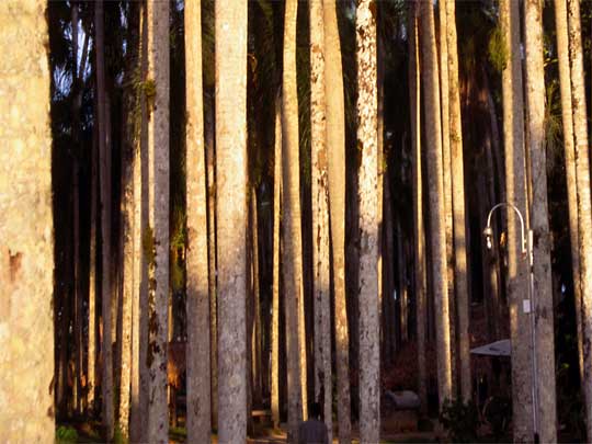 На фото: столица Суринама город Парамарибо