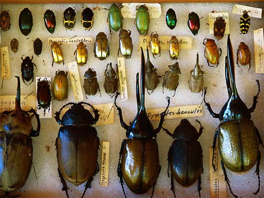 На фото: город Давид в Панаме