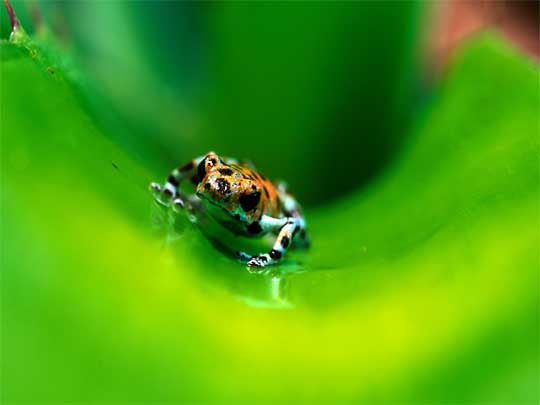 На фото: архипелаг Бокас дель Торо в Панаме