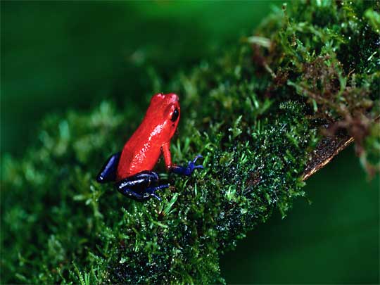 На фото: Пуэрто-Вьехо де Таламанка в Коста-Рике