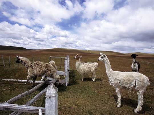 На фото: Пунта Аренас в Чили (Патагония)