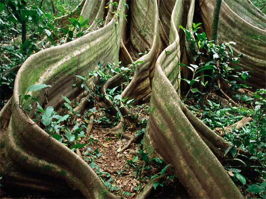 На фото: облачные леса Монтеверде в Коста-Рике (Санта-Елена)