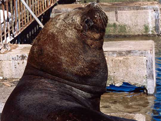 На фото: Вальдивия в Чили