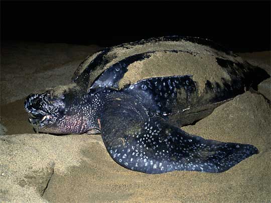 На фото: черепахи на пляже и дикая природа Суринама