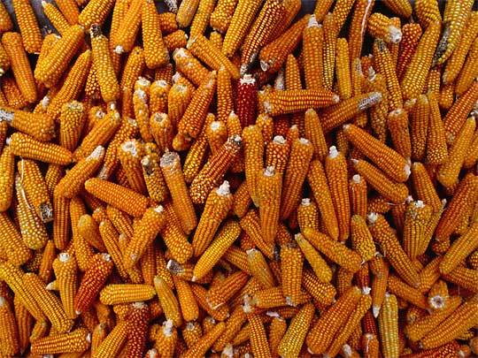 На фото: на улицах города Сан Кристобал де Лас Касас в Мексике