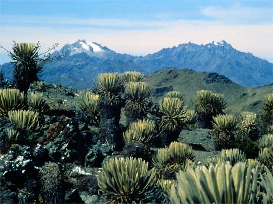 На фото: окрестности города Мерида в Венесуэле
